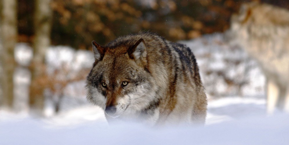В Швеции начинается охота на волка