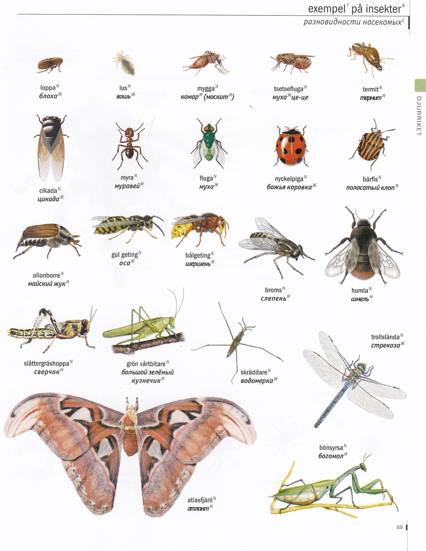 Виды насекомые список. Виды насекомых. Виды населмы. Подвиды насекомых. Виды квартирных насекомых.