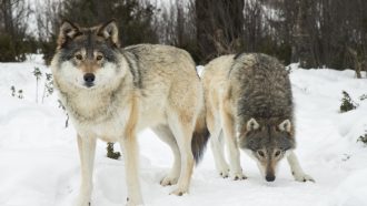Ежегодная охота на волков в Швеции