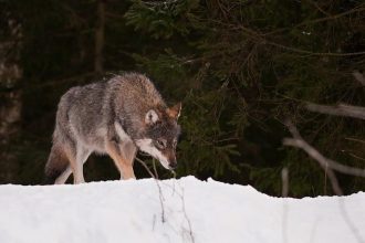 В Швеции убит рекордный волк