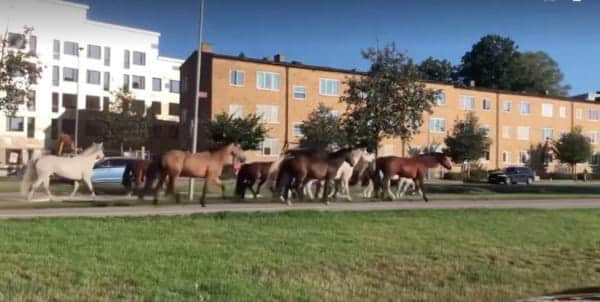 побега лошадей в Стокгольме