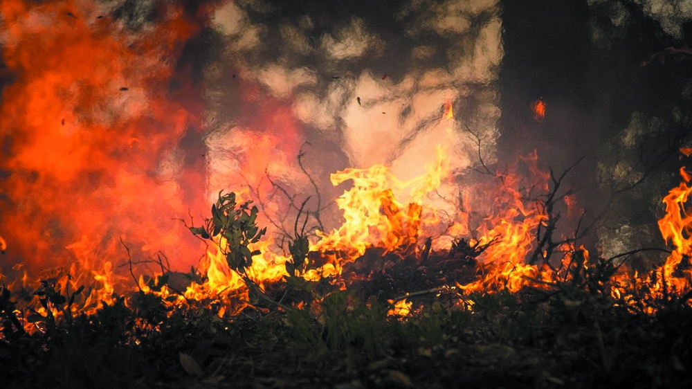 Швеция готовится к риску лесных пожаров