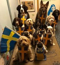Самые популярные клички собак в Швеции