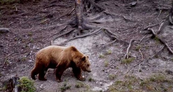нападении медведя в Швеции