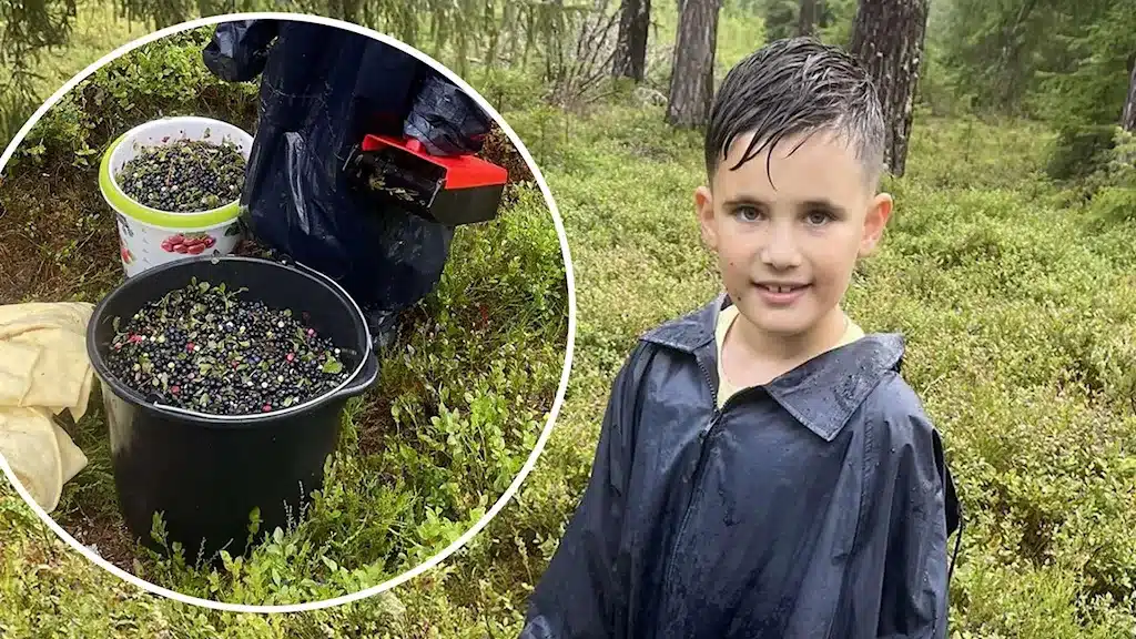 Швеции собирает чернику