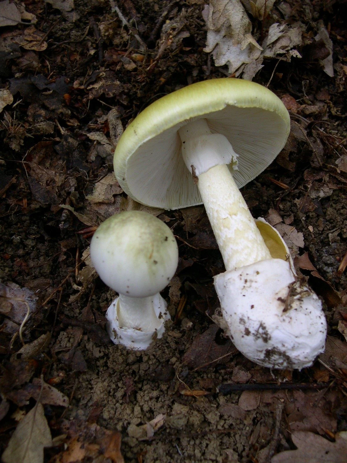 грибы в Швеции