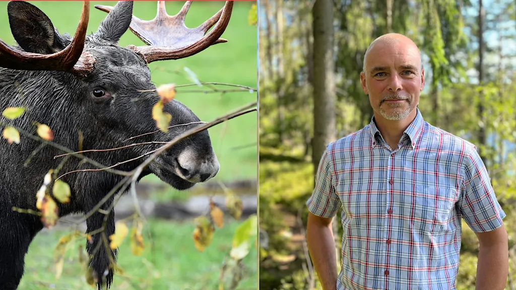 в шведских лесах слишком мало лосей