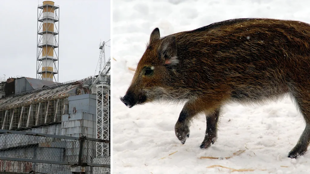 В Швеции все еще есть радиоактивные дикие кабаны спустя почти 40 лет после Чернобыля