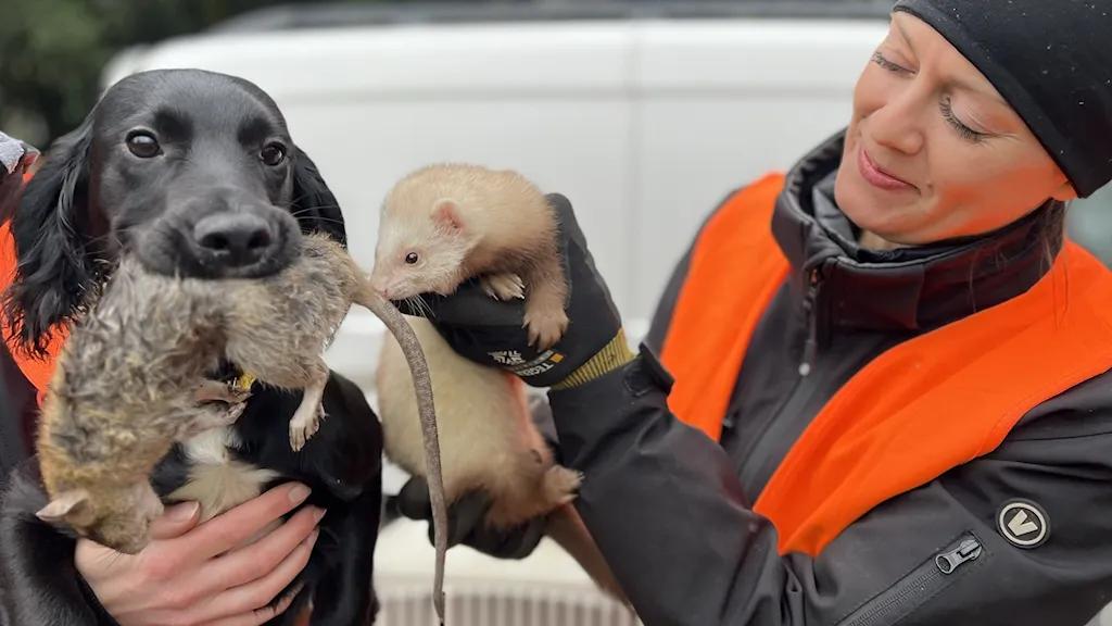 В Мальме используют собак и хорьков для борьбы с крысами