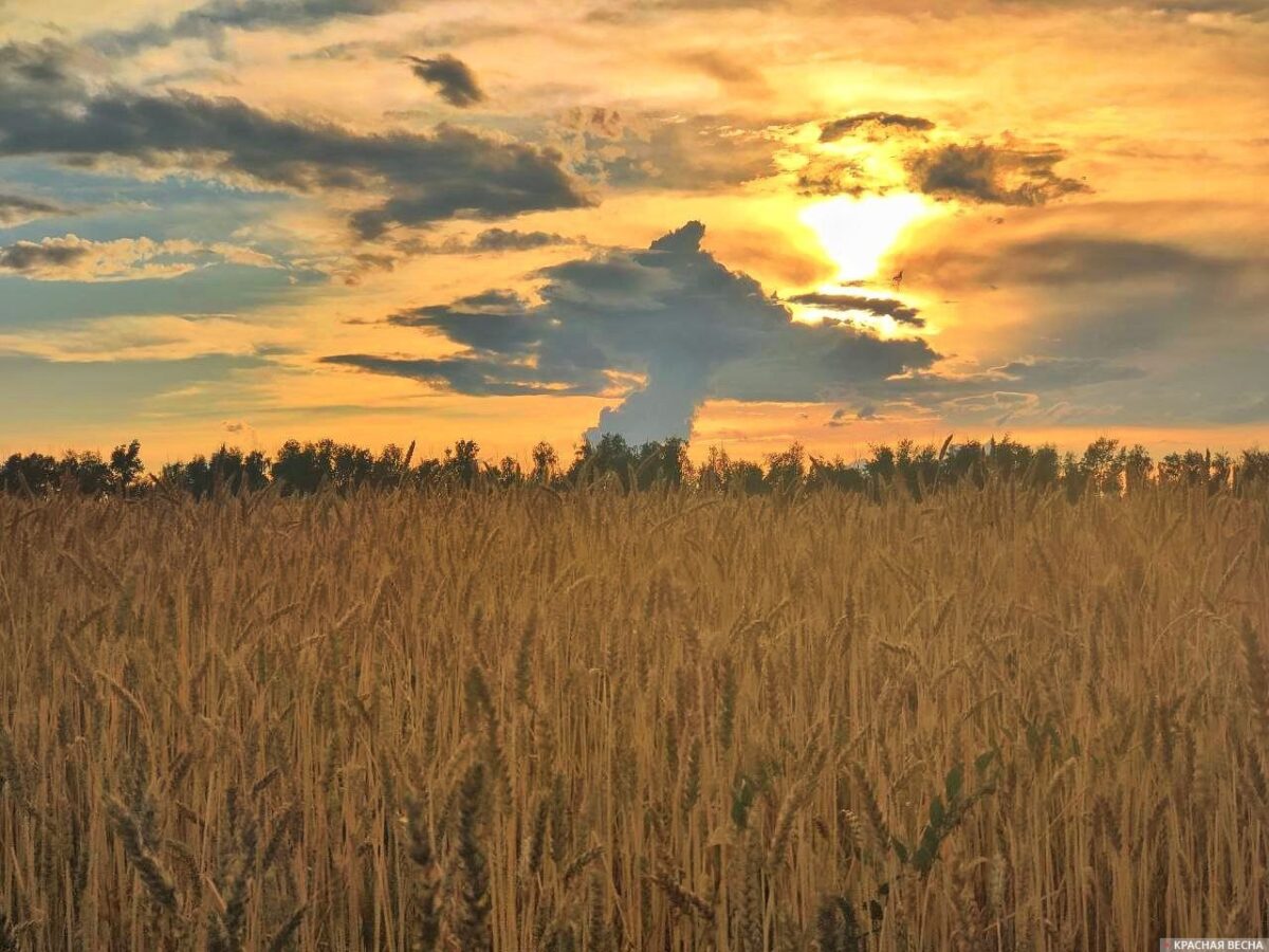 В Швеции произошло резкое снижение урожая пшеницы и рапса