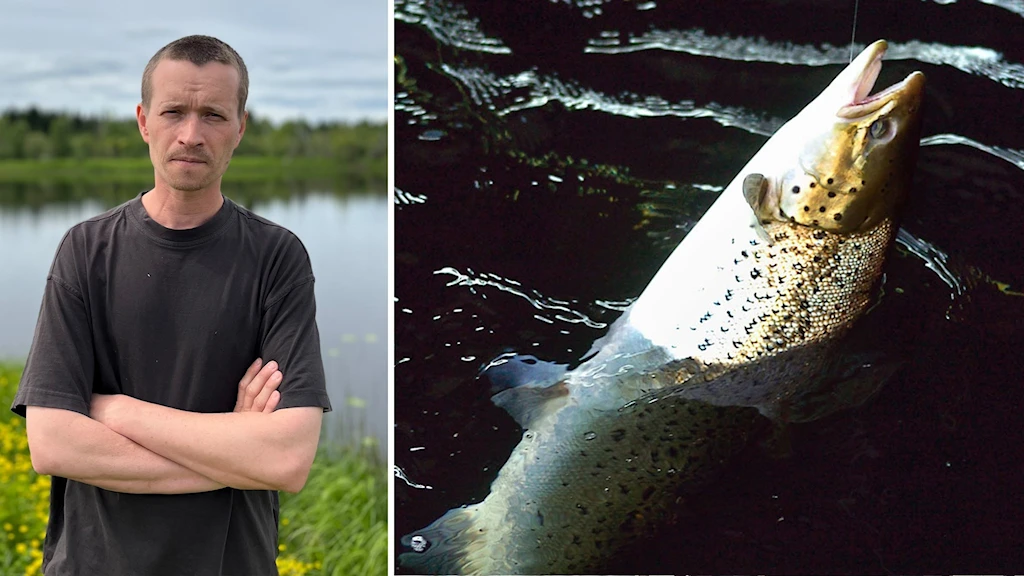 Катастрофическое сокращение численности шведского дикого лосося в нескольких реках