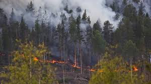 Предупреждение об «чрезвычайно высоком» риске лесных пожаров в некоторых частях Швеции