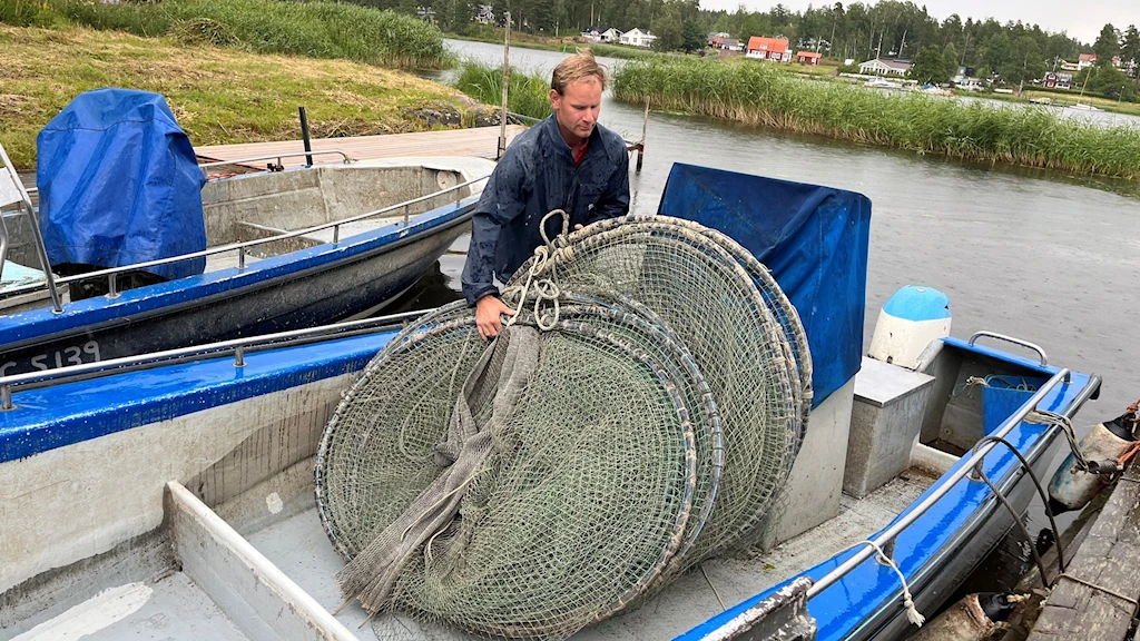 Трудно нанять новых профессиональных рыбаков на крупнейшем озере Швеции Венерн