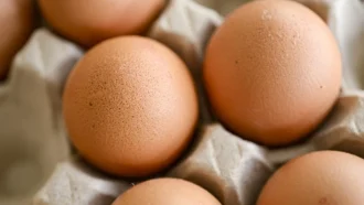 Яйца отозваны после предупреждения о сальмонеллезе