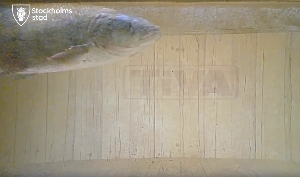 Впервые за 382 года рыба смогла проплыть через стокгольмский Шлюссен