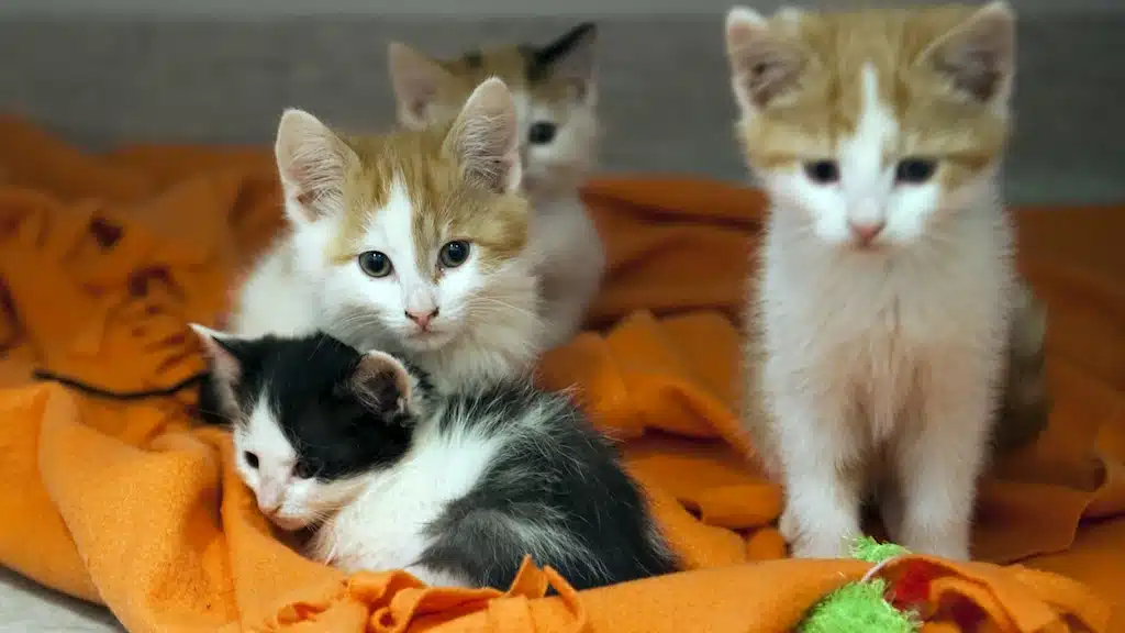 приюты для кошек