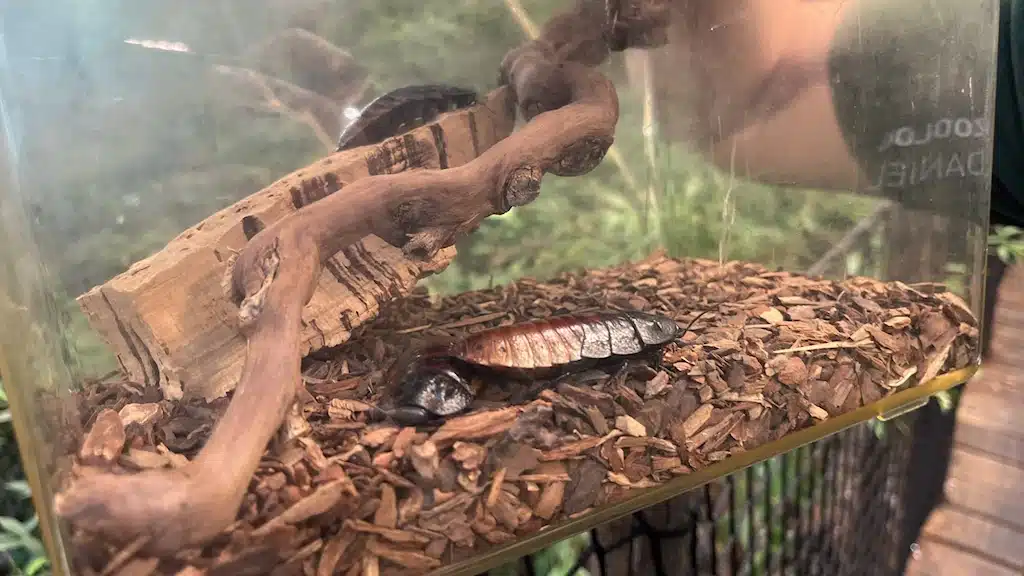 Тараканы в Universeum в Гетеборге