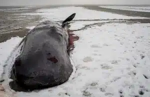Датская тайна: шесть китов, выброшенных на берег, погибли кашалоты выбросились на берег