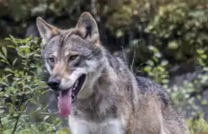 Волк напал на женщину в Гамбурге — она серьёзно ранена Волк в Гамбурге