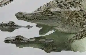 Полиция предупреждает: «Будьте осторожны — повсюду крокодилы». 🐊 на севере Австралии