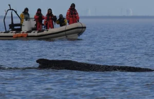 Горбатый кит Тимми снова сел на мель Горбатый кит