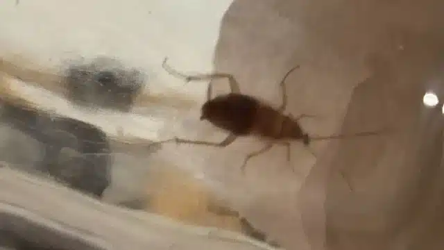 пострадала от нашествия тараканов