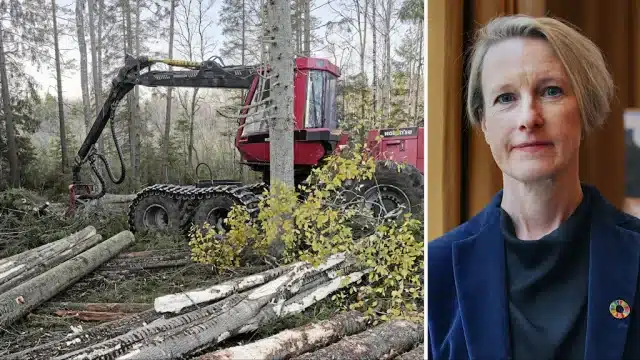 Лесная промышленность Лесная промышленность