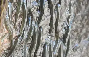 Как тысячи мини-рыбок могут забираться вверх по водопаду мини-рыбка