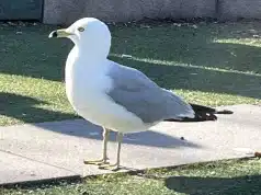 Необычная чайка вернулась в Кунгстрэдгорден — любит картофель фри Необычная чайка