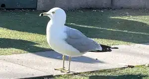 Необычная чайка вернулась в Кунгстрэдгорден — любит картофель фри Необычная чайка