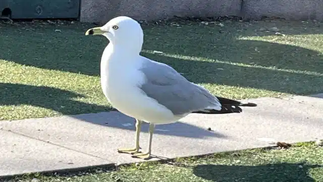 Необычная чайка Необычная чайка