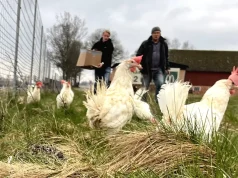 Сломанный замок вызвал «куриный хаос» на трассе E20 несколько клеток с курами