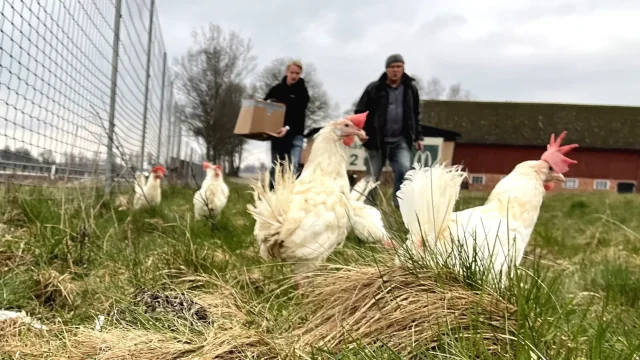 несколько клеток с курами несколько клеток с курами