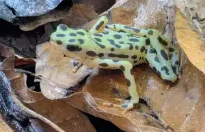 Экзотическая жаба «вернулась с того света» Экзотическая жаба