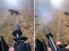 Мужчины, осужденные за браконьерство, убили медведицу на глазах у ее детенышей браконьерство