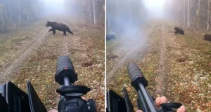 Мужчины, осужденные за браконьерство, убили медведицу на глазах у ее детенышей браконьерство