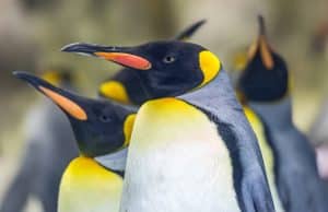 Императорский пингвин и морской котик — ныне исчезающие виды Императорский пингвин и морской котик