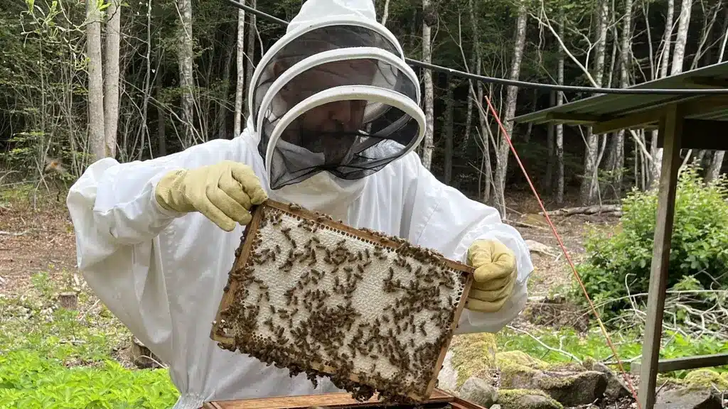 Поддельный мёд в магазинах