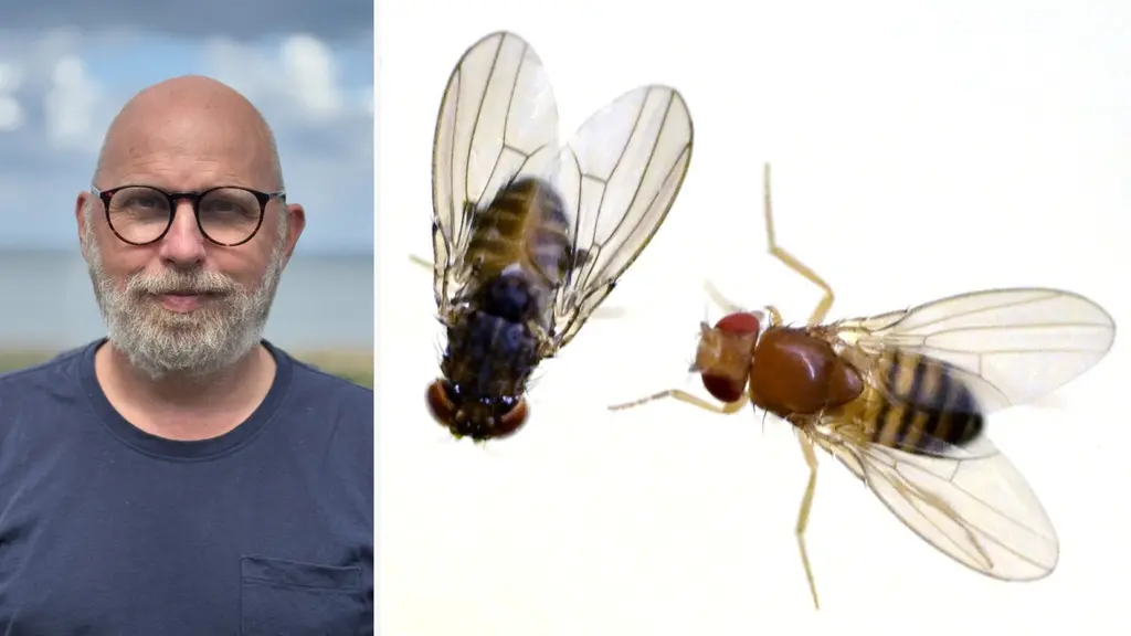 https://www.sverigesradio.se/artikel/sa-blir-du-av-med-bananflugor-flugexpertens-basta-tips