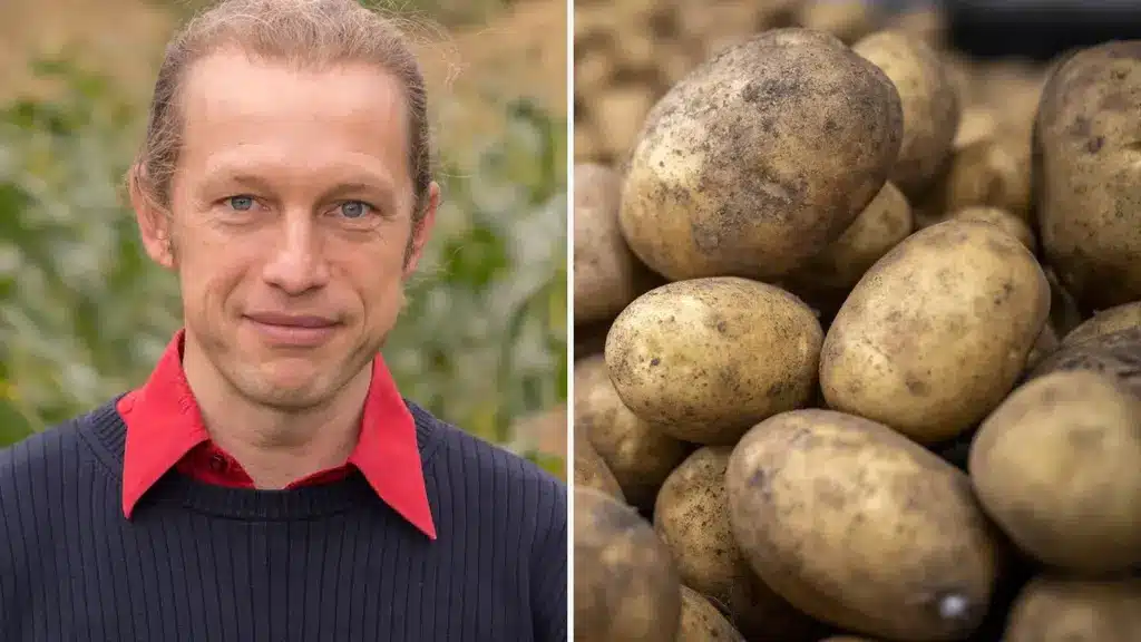 Пестицид на шведском картофеле