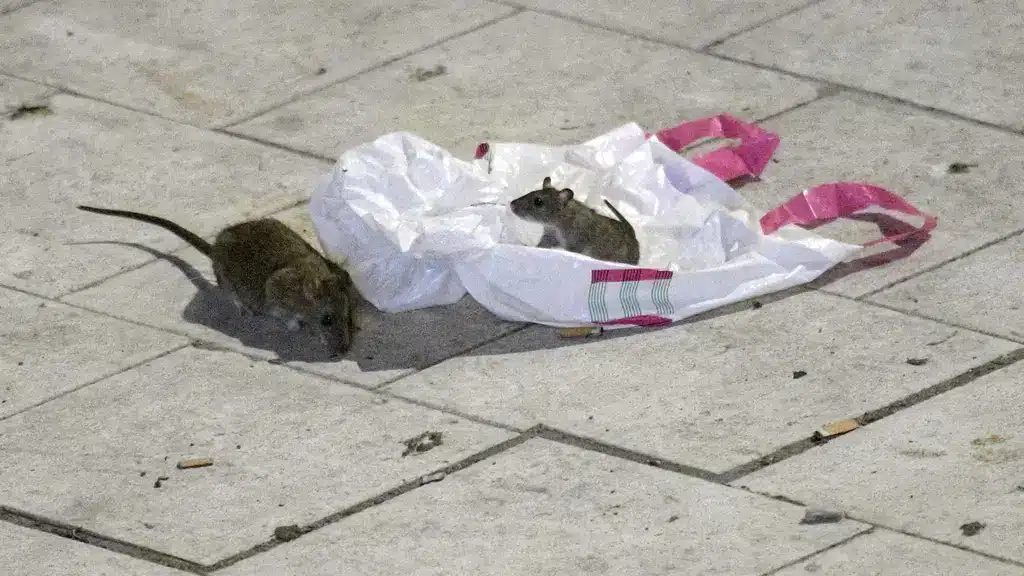 ловушки для крыс