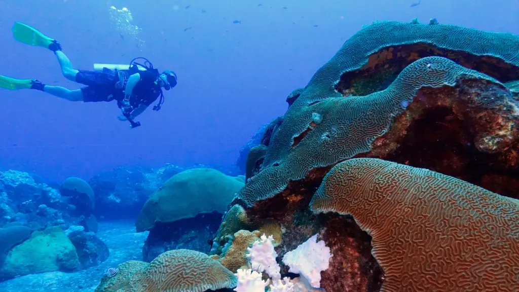 коралловые рифы